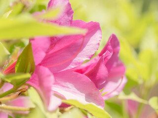 ピンク色のツツジの花のアップ13