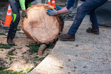 Two workmen rolling a large diameter Douglass Fir tree cut round over branches and onto a road to...