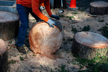 Arborist worker rolling a large diameter Douglass Fir tree cut round to move it to a trailer to...