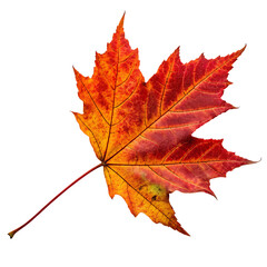 Obraz premium Maple leaf isolated on a transparent background