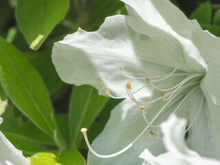 晴れの日のシロツツジの花のアップ06