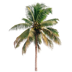 Tropical Coconut Palm Tree Isolated on Black Background