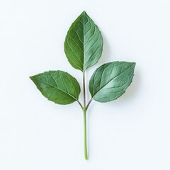 Fototapeta premium Green leaves arrangement close up on a white background