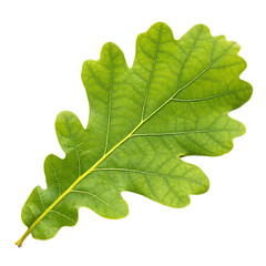 Oak leaf isolated on a transparent background