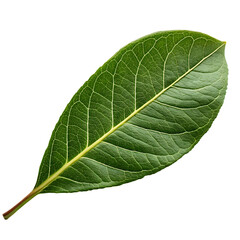 Obraz premium Pomegranate leaf isolated on a transparent background