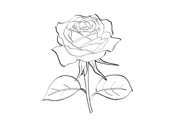 rose flower lineart