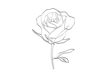 rose flower lineart