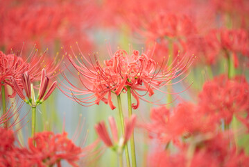 彼岸花・曼珠沙華のクローズアップ｜秋の風物詩