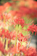 彼岸花・曼珠沙華のクローズアップ｜秋の風物詩