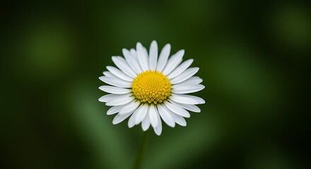 Fototapeta premium White daisy with yellow center – macro detail