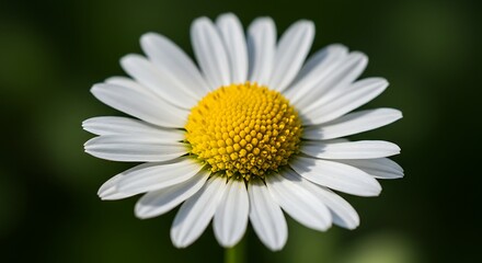 Fototapeta premium White daisy with yellow center – macro detail