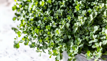 Closeup of Lush Green Microgreens in a Grey Pot