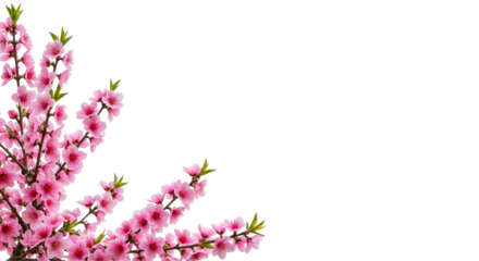 Blossoming pink peach tree branches