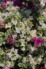 white flowers in the flower garden