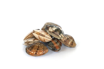 Clams on white background. Seafood.