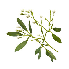 Delicate white flower buds on green stems and leaves botanical illustration