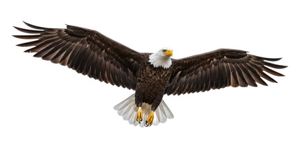 Obraz premium Majestic bald eagle soars wings spread wide