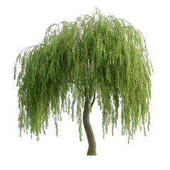 Weeping Willow Tree Nature Green Branches Leaves