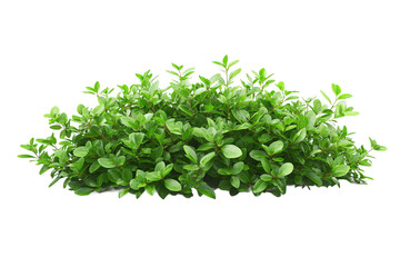 Obraz premium Lush Green Bush with Vibrant Foliage Ideal for Landscaping and Garden Designs