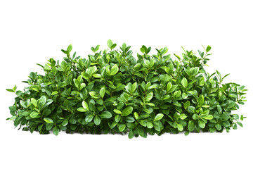 Obraz premium Lush Green Bush Isolated on White Background Perfect for Landscaping Designs and Garden Decorations