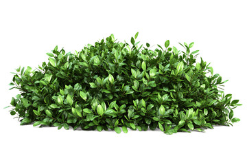 Obraz premium Lush Green Bush for Landscaping Design Garden Plants Nature Foliage