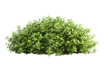 Obraz premium Lush Green Bush Isolated on Transparent Background Perfect for Landscaping Design Projects