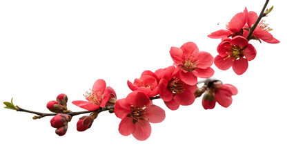 Closeup of red flowers isolated on transparent background