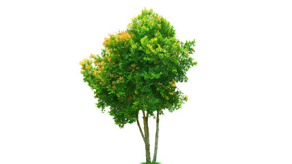 Obraz premium Tree on transparent background