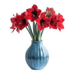 Vibrant red amaryllis flowers blooming in a decorative blue ceramic vase against black