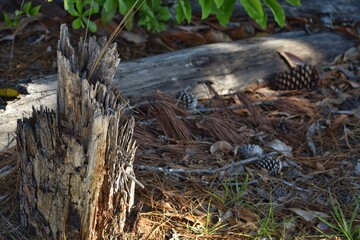 Fallen Tree on the Forest Floor