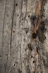Texture of Tree Bark