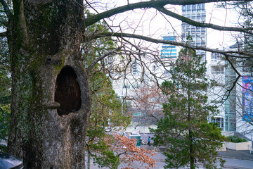 A hollow in a large tree on the edge of Albert Park, Auckland, New Zealand