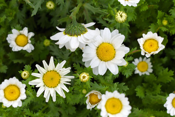 Obraz premium white Common daisy beautiful flowers with blur green background in garden, White beautiful daisies on a field in green grass, Oxeye daisy, Leucanthemum vulgare, Daisies, Dox-eye, Dog daisy in nature