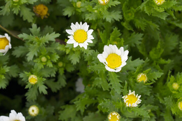 white Common daisy beautiful flowers with blur green background in garden, White beautiful daisies on a field in green grass, Oxeye daisy, Leucanthemum vulgare, Daisies, Dox-eye, Dog daisy in nature