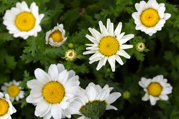 Obraz premium white Common daisy beautiful flowers with blur green background in garden, White beautiful daisies on a field in green grass, Oxeye daisy, Leucanthemum vulgare, Daisies, Dox-eye, Dog daisy in nature
