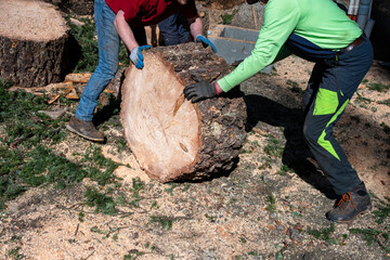 Two workmen rolling a large diameter Douglass Fir tree cut round across ground covered in sawdust,...