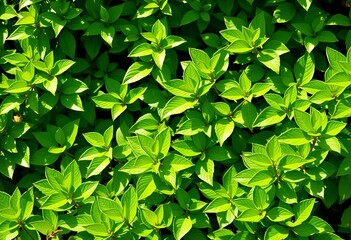 Fototapeta premium Vibrant green leaves, lush summer garden foliage, sunlight dappled, spring background, flora, outdoor nature