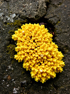 squamulose lichen on stone