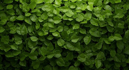 Lush Green Foliage Background Texture