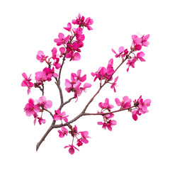 Naklejka premium Vibrant Eastern Redbud Blossoms [Transparent Background PNG].