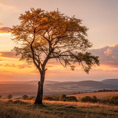 Golden Tree Silhouette at Sunset Scenic Landscape View, nature ,sunset