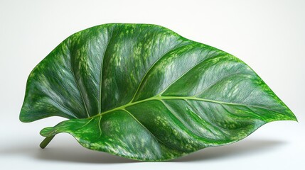 Stunning Philodendron Gloriosum Leaf Close-Up