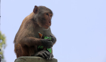 Monkeys in the Sundarbans eating food given by tourists