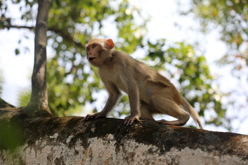 In Sundarban Bangladesh.Wild rhesus macaque monkey.
