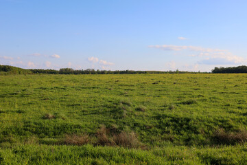 Fototapeta premium A wide green field stretches to a line of trees on the horizon under a blue sky with light clouds. A peaceful rural landscape of Ukraine.