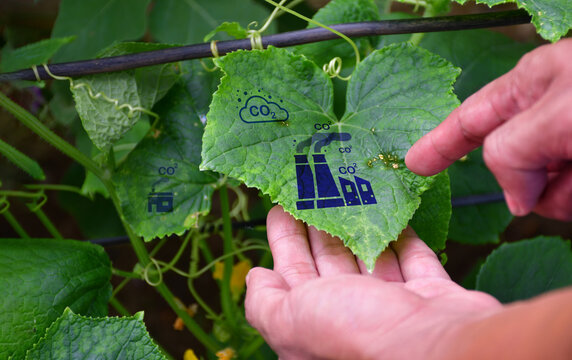 Farmer examining damaged soybean crop leaves in cultivated field, closeup of male hand touching plant