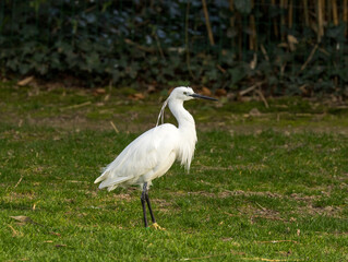 Aigrette garzette