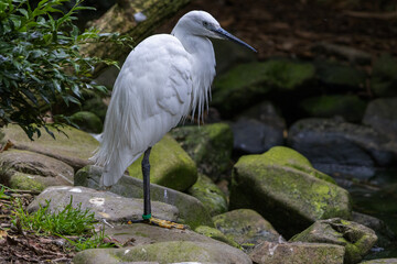 Aigrette garzette