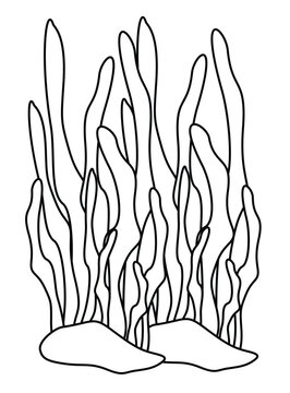 recommend clip art: Outline of Seaweed - Vector Illustration.