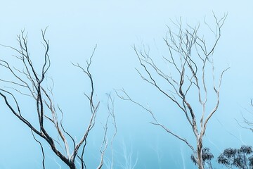Obraz premium Misty Morning Scene with Bare Branches of Trees in a Pale Blue Sky Nature